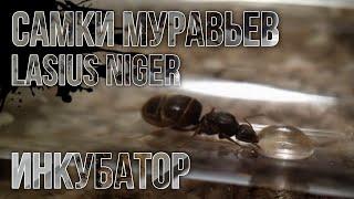 Лёт Муравьев "Lasius Niger" | Начальный Инкубатор для Матки