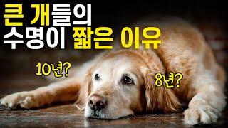 [Eng] 왜 큰 개들은 작은 개들보다 빨리 죽을까? 강아지 수명의 비밀