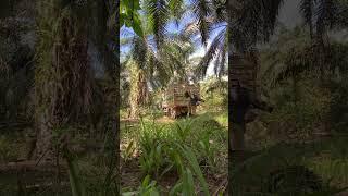 Buah yang dihasilkan tdk sesuai dengan tahun tanam