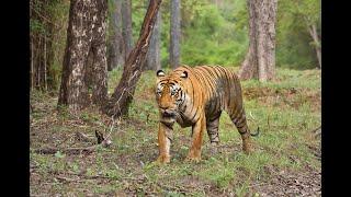 Witnessing national animal & bird of India at the same time. #shorts #shortvideo #youtubeshorts