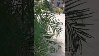 SOCIETY FLAT | HIND APARTMENT | SECTOR 5 DWARKA | @shashank sahyogi