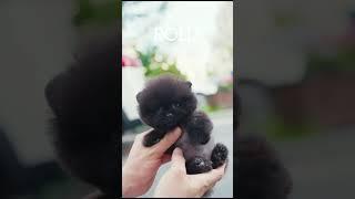 Black Pomeranian