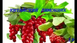 Диабет. Народные способы лечения/Diabetes. Traditional methods of treatment