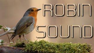 Dawn chorus of birdsong, robin, goldfinch, songbird