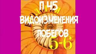 БИОЛОГИЯ 5-6 КЛАСС П 45 ВИДОИЗМЕНЕНИЯ ПОБЕГОВ / КЛУБНИ / ЛУКОВИЦА / ДОНЦЕ /