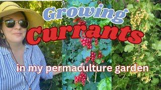 Growing Currants in my Permaculture Garden