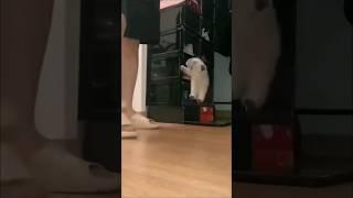 Cute cat compilation Funny pet videos #cats #shorts