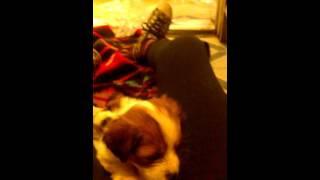 To little dogs fighting