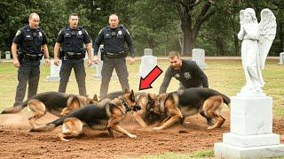 Many Dogs Won't Stop Digging at Grave, Police Uncover What Really Happened...
