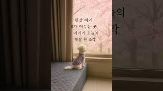 콩이의 하루 끝ㅡ3가지 평온한 순간들