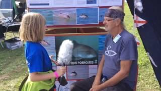 Dolphins and porpoises in North Devon