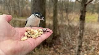 Hand-feeding Birds in Slow Mo - Black-capped Chickadee, Downy Woodpecker, White-breasted Nuthatch