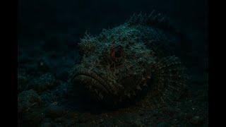 The World's Most Venomous Fish