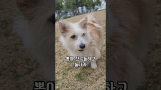 니 뒤에 항상 아빠있어 #shorts #강아지