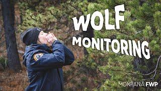 Wolf Monitoring | Montana Fish, Wildlife & Parks