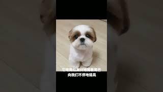 cute dog #dog