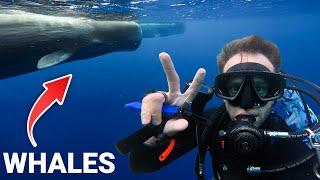 The World’s Only Scuba Destination to See HUGE Whales