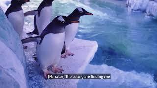 Penguin Island -  Episode 1 - The National SEA LIFE Centre Birmingham
