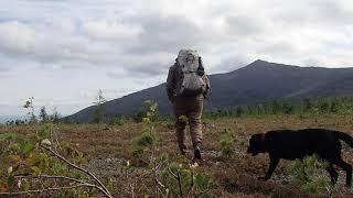 Учеты тетеревиных и ягодников в заповеднике "Денежкин Камень"