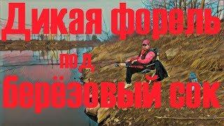 Первая весенняя рыбалка в разлив! Форель на удочку.  Березовый сок