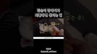 #집순이 #강아지 의 최후...