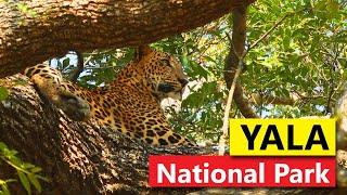 Yala National Park | Sri Lanka | An epic safari experience