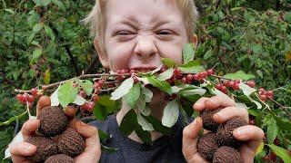 Making Fruit Leather from Wild Berries and Harvesting Walnuts