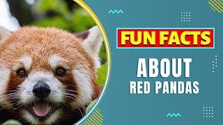 Fun Facts about Red Pandas