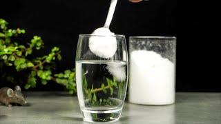 7 EASY SCIENCE EXPERIMENTS WITH SALT / SALT TRICKS