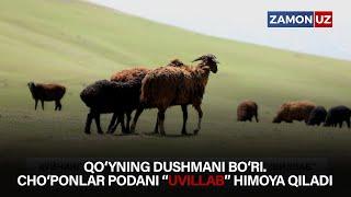 QO‘YNING DUSHMANI BO‘RI. CHO‘PONLAR PODANI “UVILLAB” HIMOYA QILADI