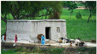 Village Life in Pakistan | Pakistani Punjab Village Life | Rural life pakistan | Punjab Lifestyle