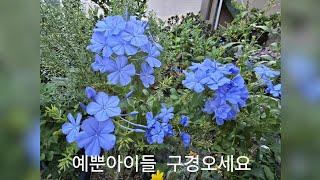 긴기아난 새순이 봄에 많이 나왔는데 또 많이와요 예뿐아이들  구경오세요