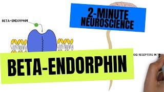 2-Minute Neuroscience: Beta-Endorphin