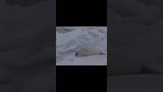 Baby harp seal waiting for its mommy./ママを待つ赤ちゃんアザラシ #shorts