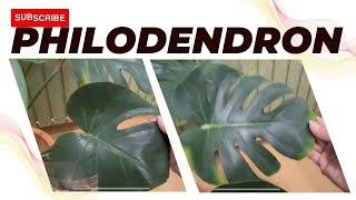 FEVERISH CHIC'S PHILODENDRON MONSTERA PLANTS UPDATE