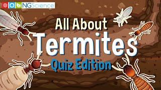 All About Termites (Quiz Edition)