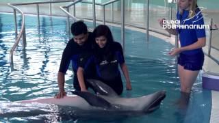 Dolphin Planet At Dubai Dolphinarium, Meet, Swim & Play With Dolphins!