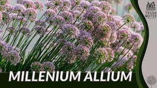 Celebrating The Beauty Of MILLENIUM ALLIUM | Perennial Garden Delight!