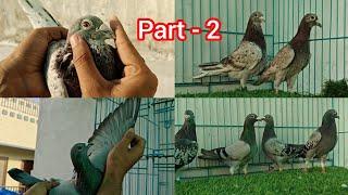 quality racing homers birds available in hyderabad [resulted bird's ️️️]