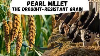 Pearl Millet: The Drought-Resistant Grain