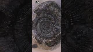 Ammonite prep with a satisfying center pop #fossil #ammonite #science