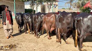 World Highest Milking Nili Ravi Buffalo Dairy Farm Haji Shaukat Doggar of Multan #farming #buffalo