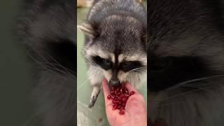 Чавканье енота можно слушать бесконечно 