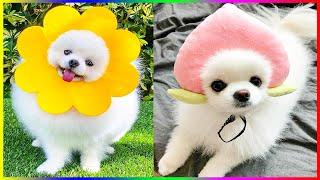 Top Pomeranian Dogs Make You Laugh Out Loud  Chó Phốc Sóc Mini  #544