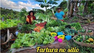 GRANDE COLHEITA  e muita FARTURA em nossa HORTA ORGÂNICA