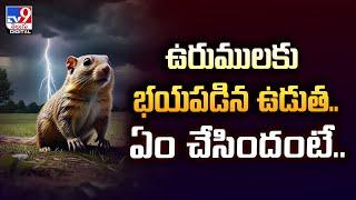 ఉరుములకు భయపడిన ఉడుత..ఏం చేసిందంటే..#viral - TV9