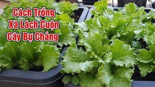 Cách trồng xà lách cuộn cây bự chảng.