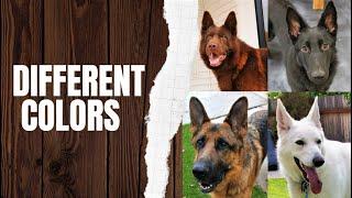 Different German Shepherd Colors