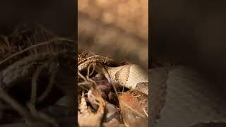 Copperhead live birth, highonsnakes baby copperhead snake Agkistrodon Contortrix Jeremyclaycash 