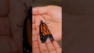 The butterfly is out of the cocoon  #butterfly #nature #colors #insects #winged #butterflywings